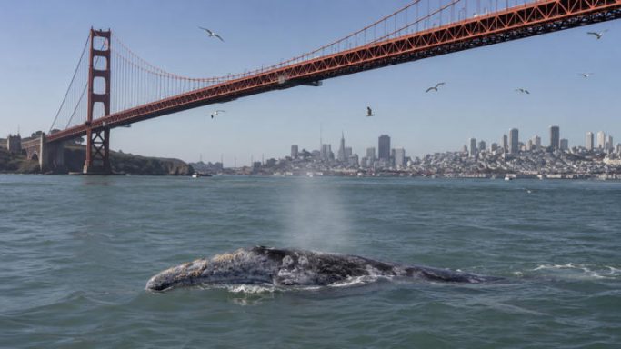 Why more gray whales are appearing in one of America's busiest bays Avatar